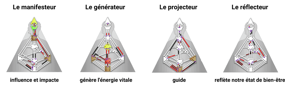 Schéma des 4 types en Human Design